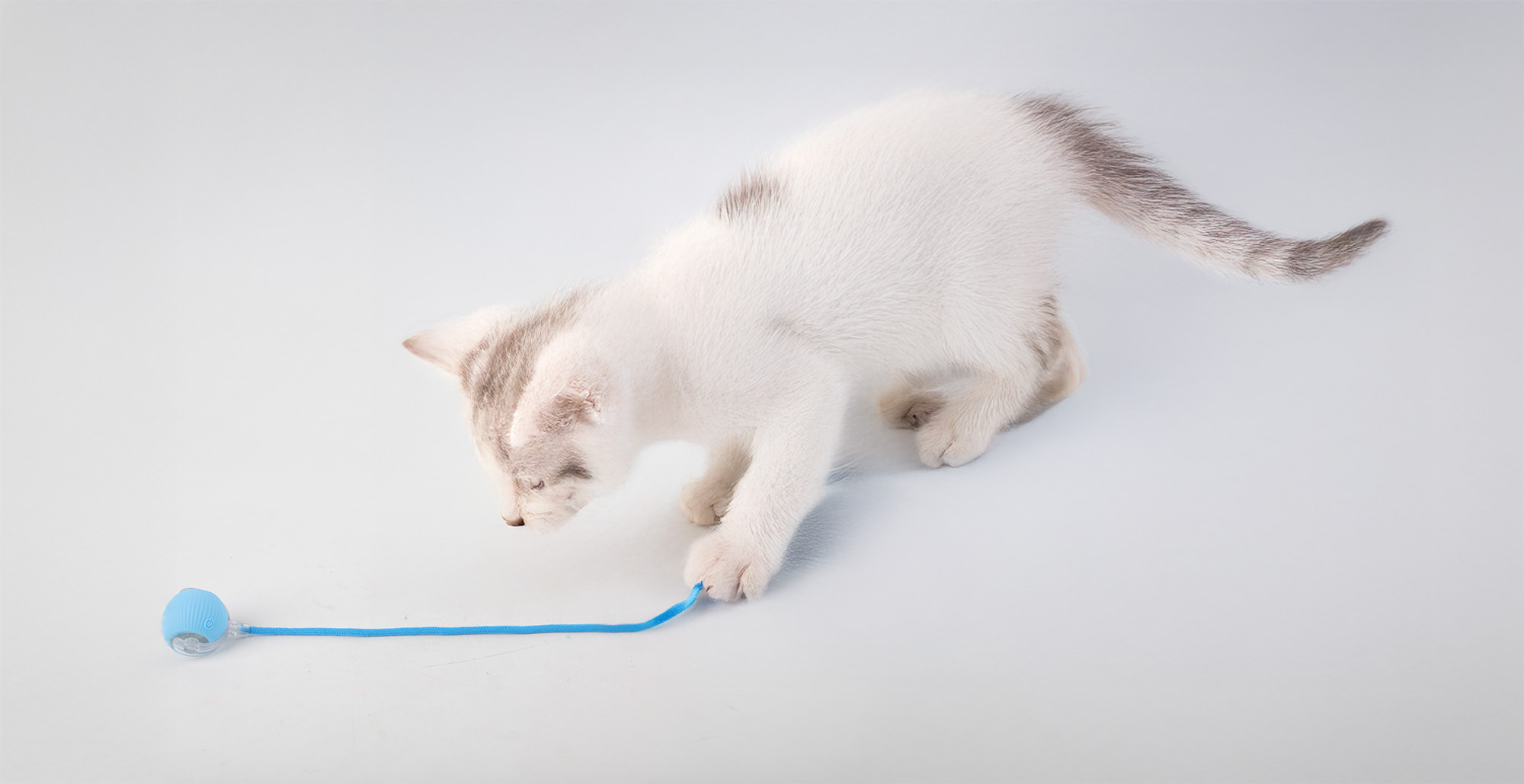 Cat&rsquo;ch me